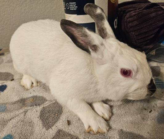 Rabbits 1