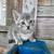 Friendly Kittens 6 thumbnail