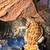 Bearded Dragon 3 thumbnail