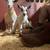 Nigerian Dwarf Goats 3 thumbnail