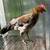 4 month old roosters 10 thumbnail