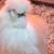 Silkies 8 thumbnail