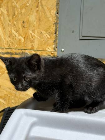 Boy kitten (Puyallup)596877573746206725
