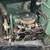 Ford Model A 7 thumbnail