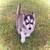 Pomeranian Huskies 2 thumbnail