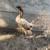 Gamefowl gallos fino pullets 3 thumbnail