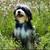 Mini Bernedoodle - rehoming 4 thumbnail