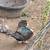 Muscovy hens 3 thumbnail