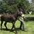 MAMMOTH DONKEY JACKS. Stud Breeding Service 2 thumbnail