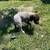 German shorthair pointers 7 thumbnail