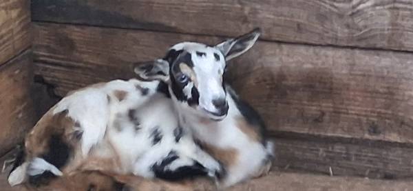 Nigerian Dwarf Babies 1
