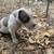Pitbully Puppies 16 thumbnail