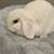 White fluffy mini holland lop bunny 4 thumbnail