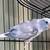 Parrotlet 2 thumbnail