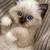 Adorable FluffyKitten 3 thumbnail