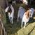 Goats 2 thumbnail
