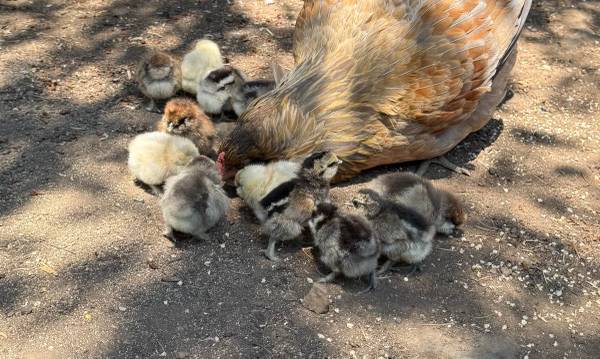 Chicks 1