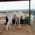 Apha Gelding 3 thumbnail