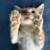Kittens needing homes! 8 thumbnail