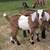 Mini Nubian goat buckling 1 thumbnail