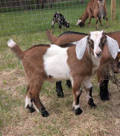 Mini Nubian goat buckling 1