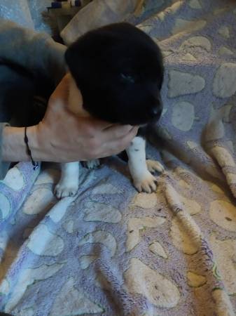Black Lab mix puppies! (Federal Way)63995733617794121