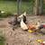 Chickens 1 thumbnail