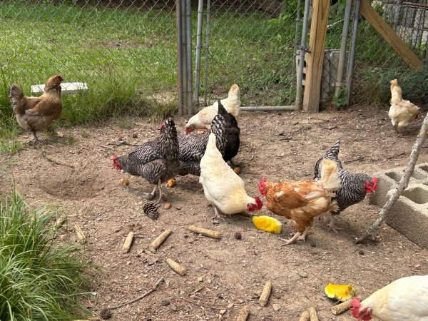 Chickens 1