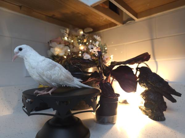 Dove 1