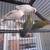 6 Fischer eyering split to Euwing lovebirds love bird 2 thumbnail