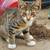 Free kittens 2 thumbnail