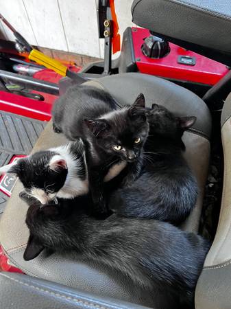 Free Sweet Kittens 1