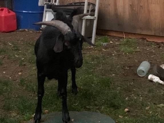 buck goat 1