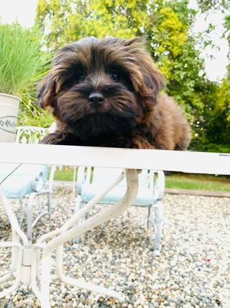 Yorkipoo pom puppy (Carmichael)63848769272963120