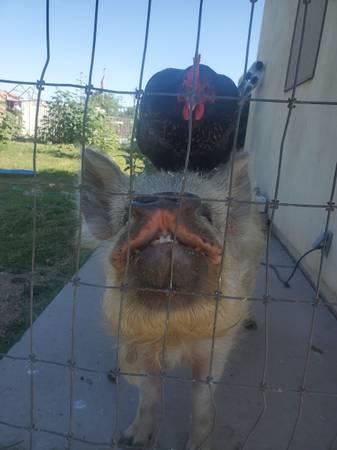 Kune kune pig 1