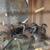 Wood duck pairs 2 thumbnail