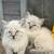 Siamese kittens 2 thumbnail