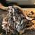 Rehoming corn snake 1 thumbnail