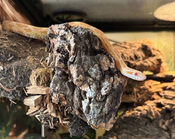 Rehoming corn snake 1