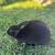 Mini Rex bucks 6 thumbnail