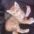 Kittens 6 thumbnail
