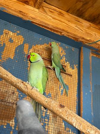 RINGNECKS 1