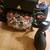 Quickie Q500M Powered Wheelchair 4 thumbnail