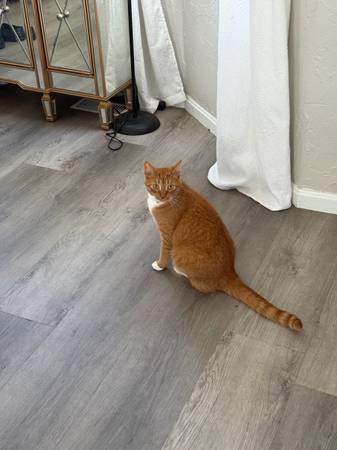 Re-homing two orange cats