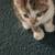 Kittens for Adoption 4 thumbnail