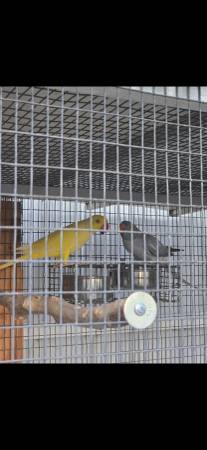 Indian ringneck 1