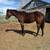 AQHA - StarlightsCoolChic - 2025 Black Filly 5 thumbnail