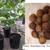 Fig tree Pandan Caesalpinia  Dragon fruit  Jasmine Banana 3 thumbnail