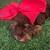 Schnauzer toy 1 thumbnail