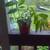 Live Plants 1 thumbnail